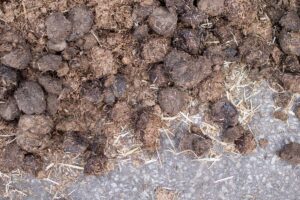 Jouw paard aan huis in Vlaanderen header