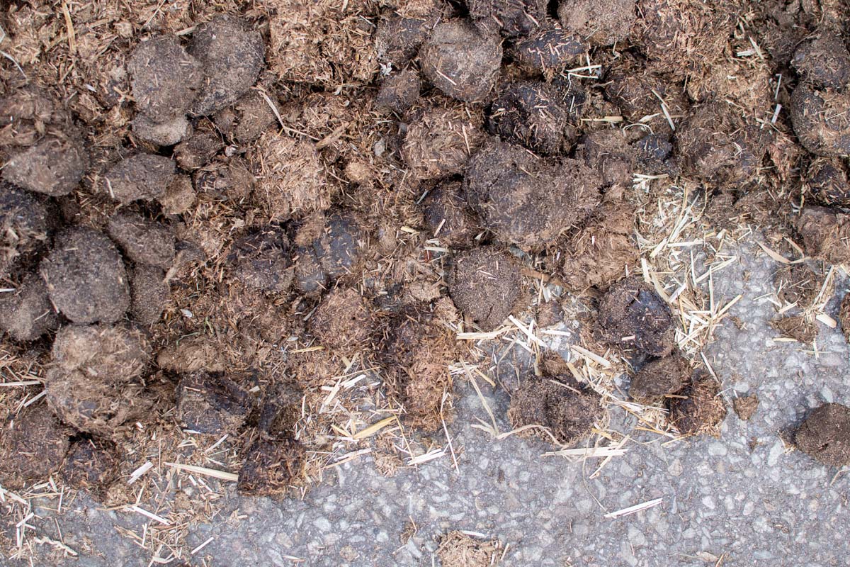 Paard aan huis in Vlaanderen? Denk aan deze praktische tips!